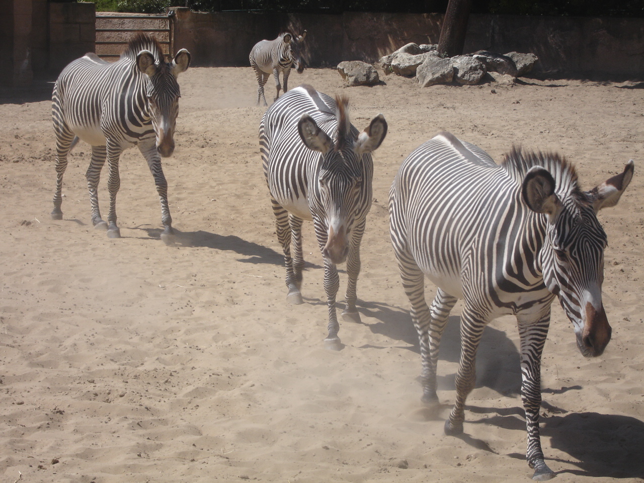 Fonds d'cran Animaux Zbres 