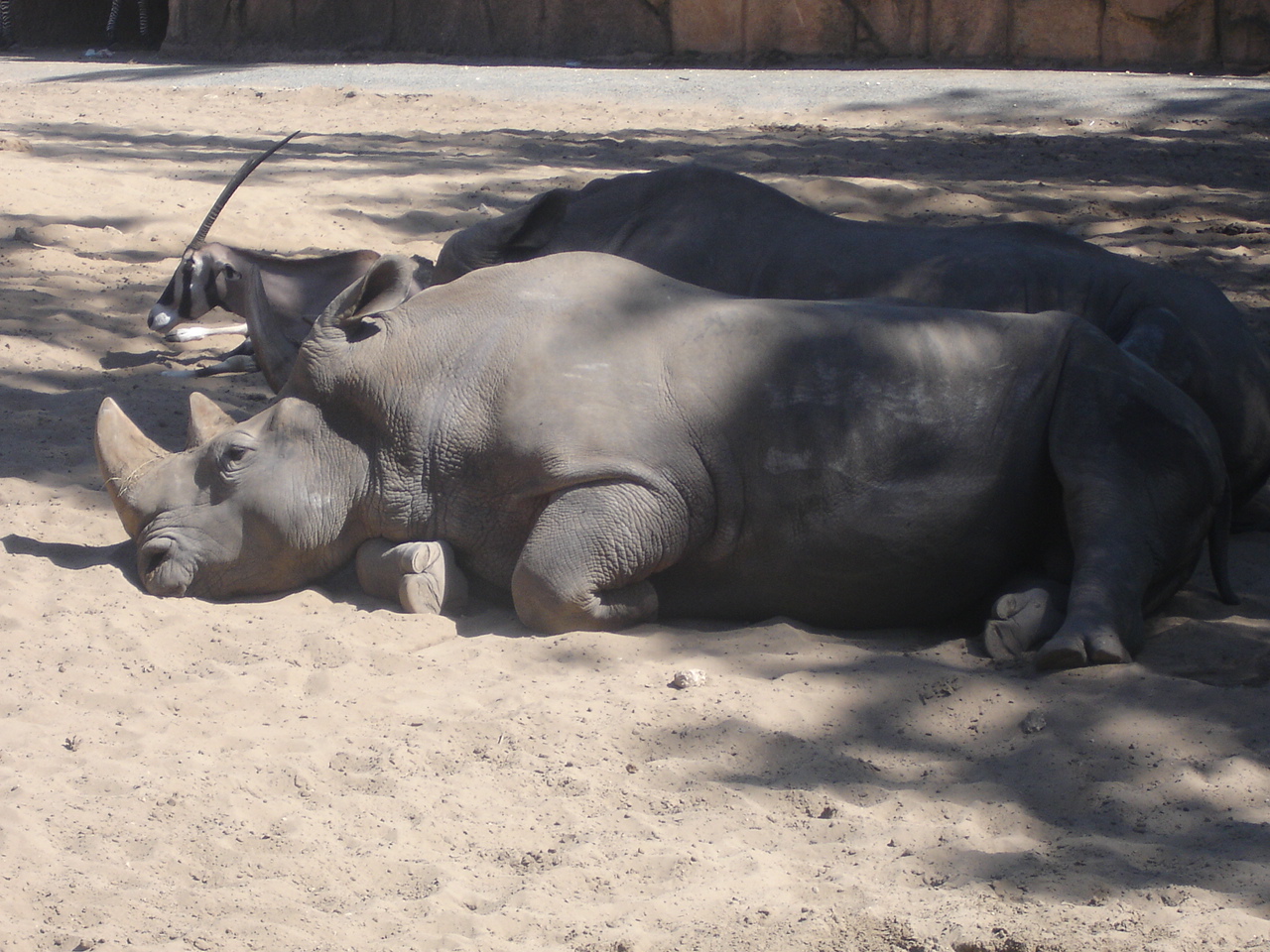 Wallpapers Animals Rhinoceros 