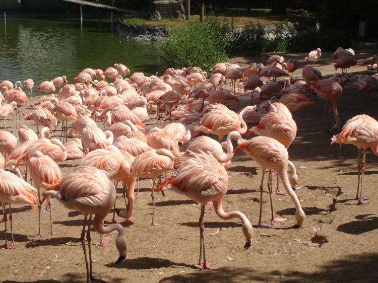 Wallpapers Animals Birds - Flamingos Wallpaper N368473