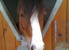  Animaux Chevaux Centre questre