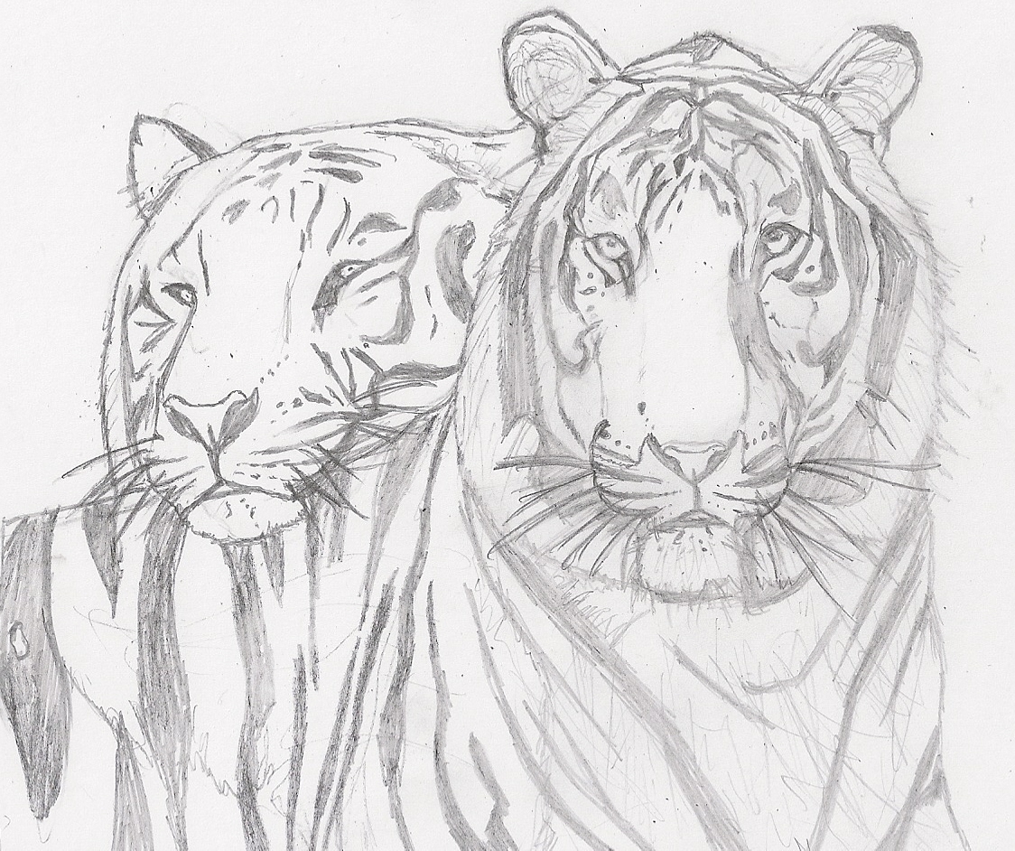 Wallpapers Art - Pencil Animals - Tigers 