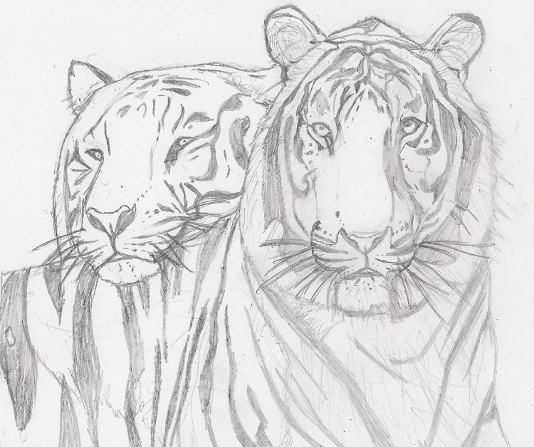 Wallpapers Art - Pencil Animals - Tigers Wallpaper N368588