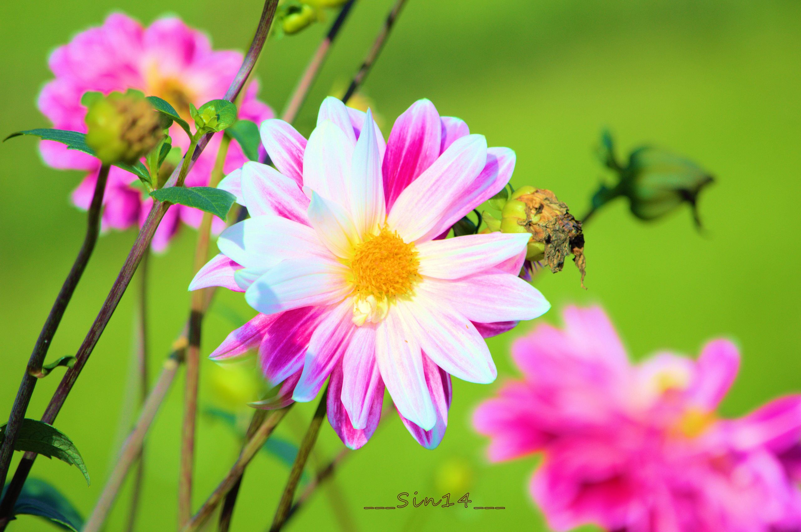 Fonds d'cran Nature Fleurs ARBRES ET FLEURS