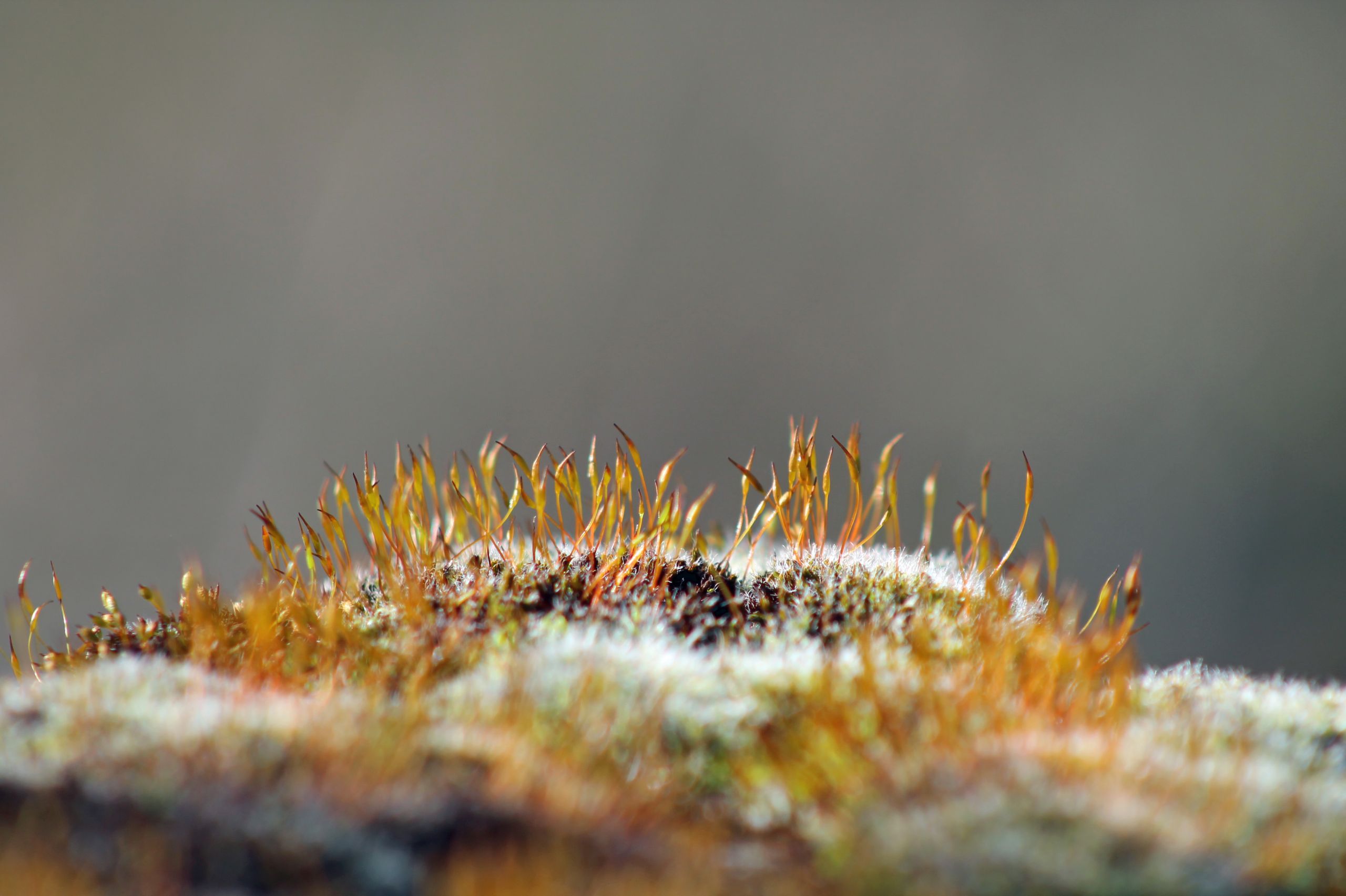 Wallpapers Nature Moss - Lichens 