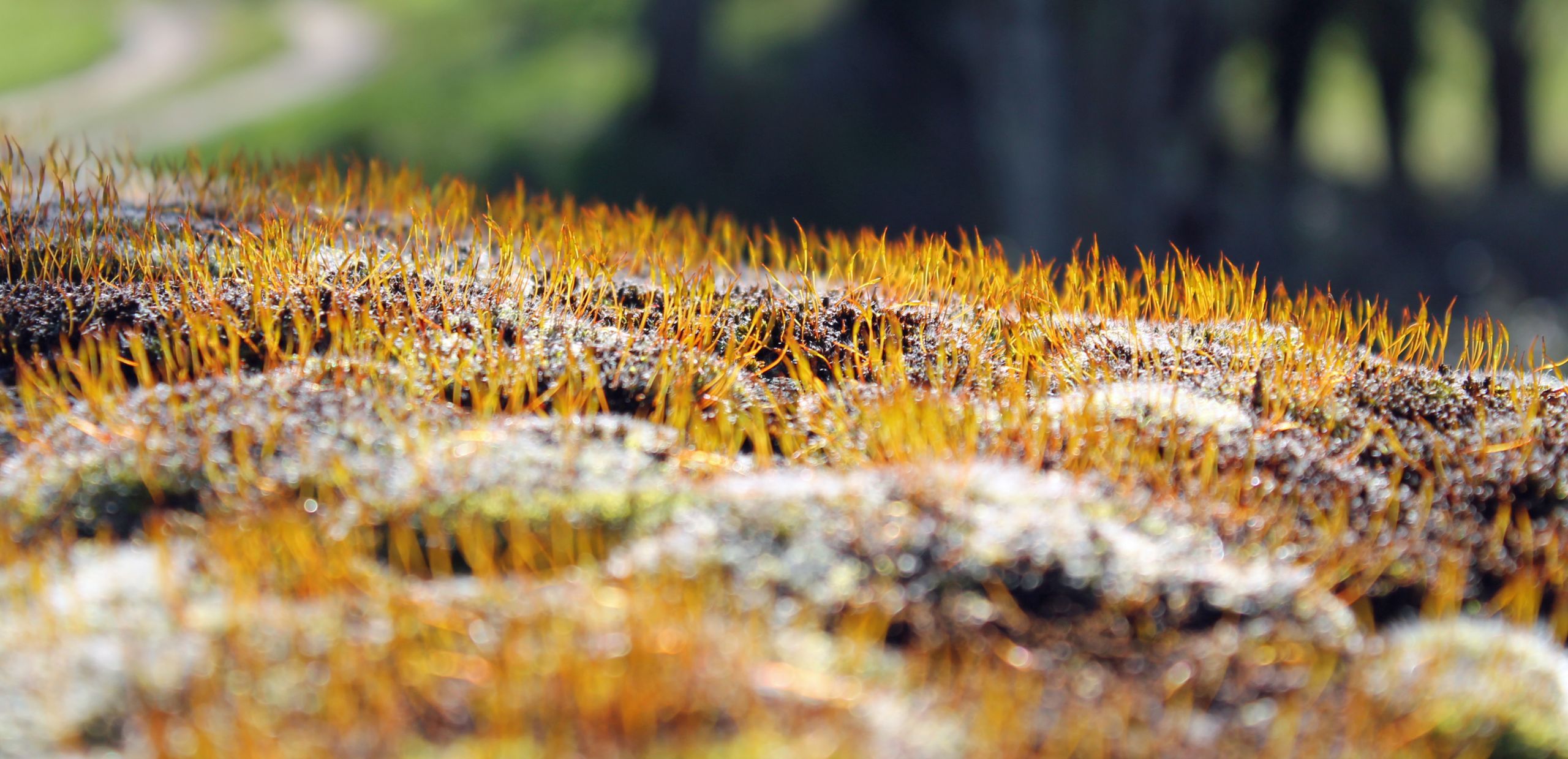 Fonds d'cran Nature Mousses - Lichens 