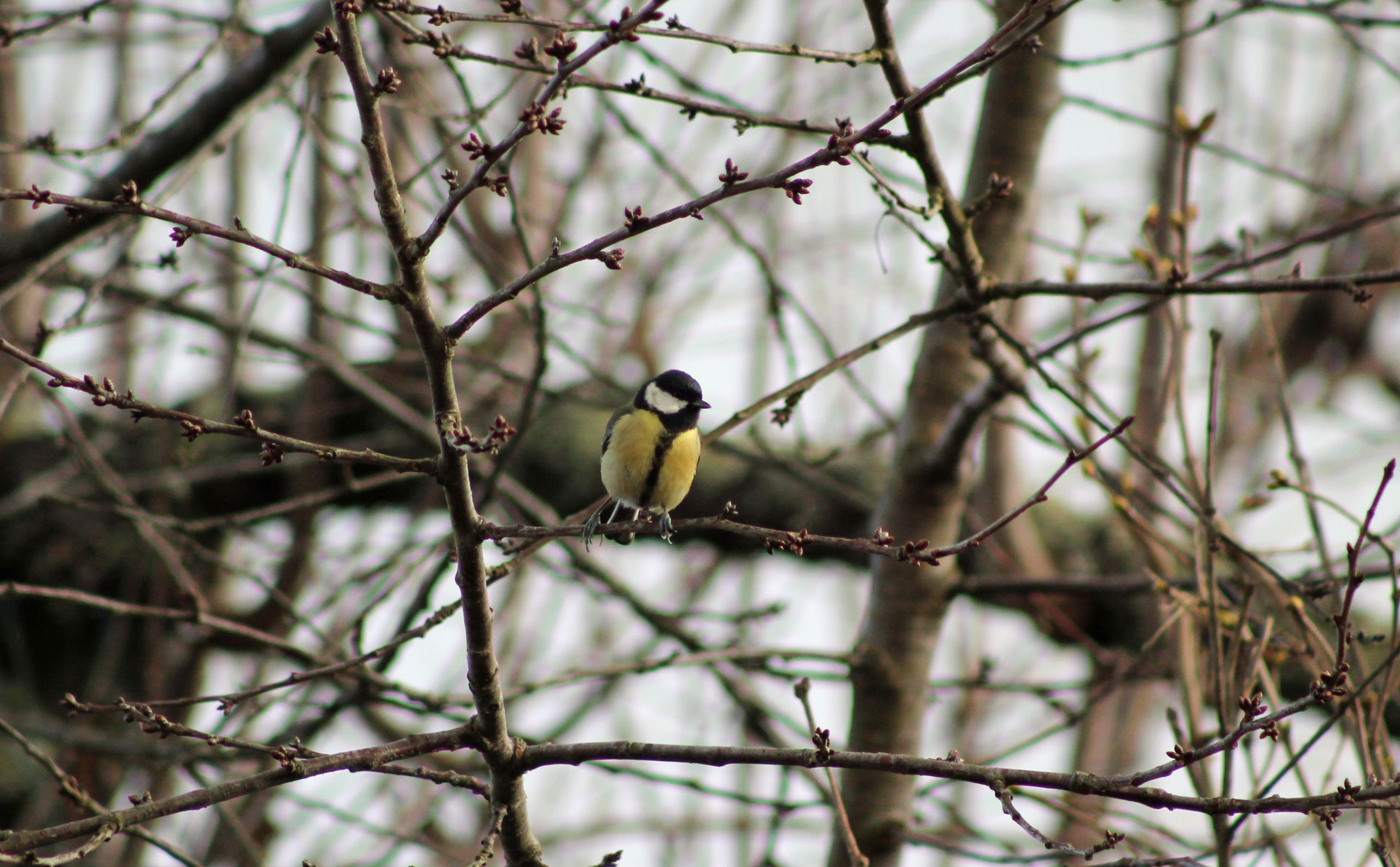 Wallpapers Animals Birds - Chickadees 