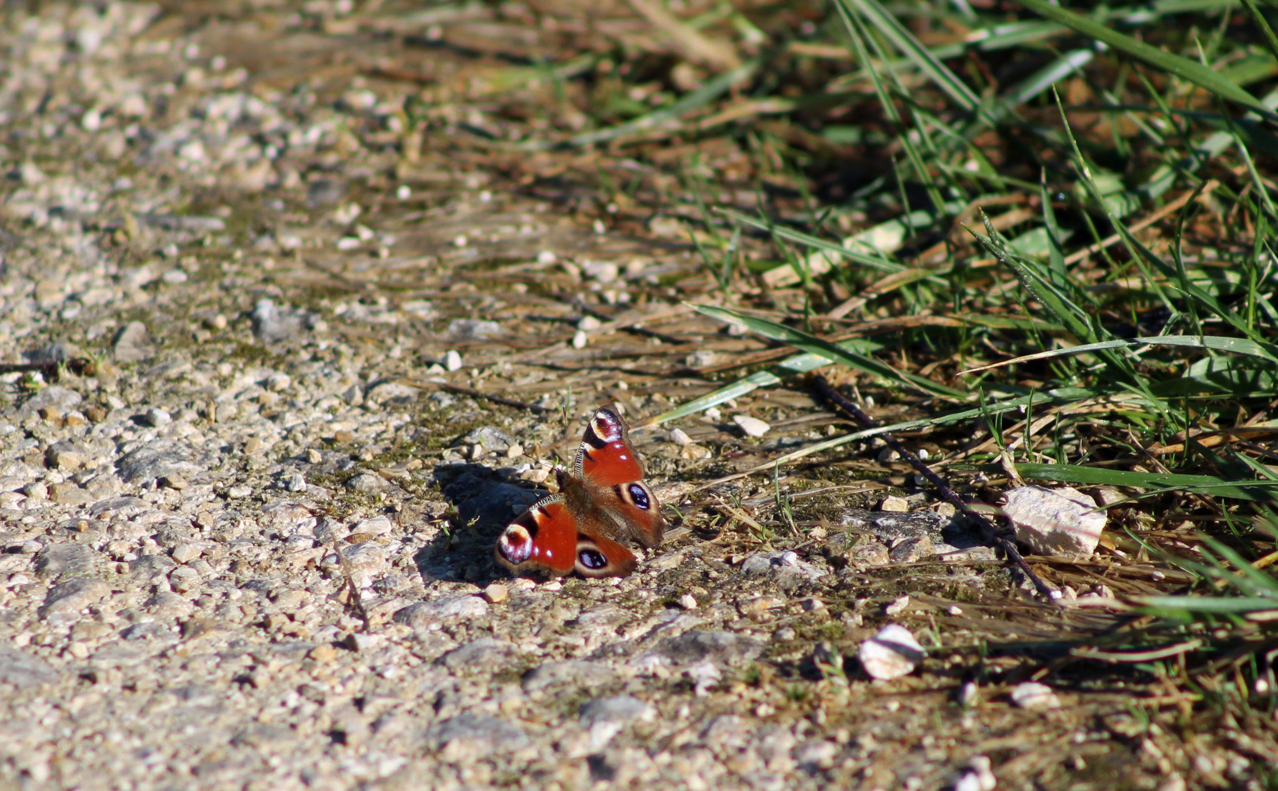 Fonds d'cran Animaux Insectes - Papillons 