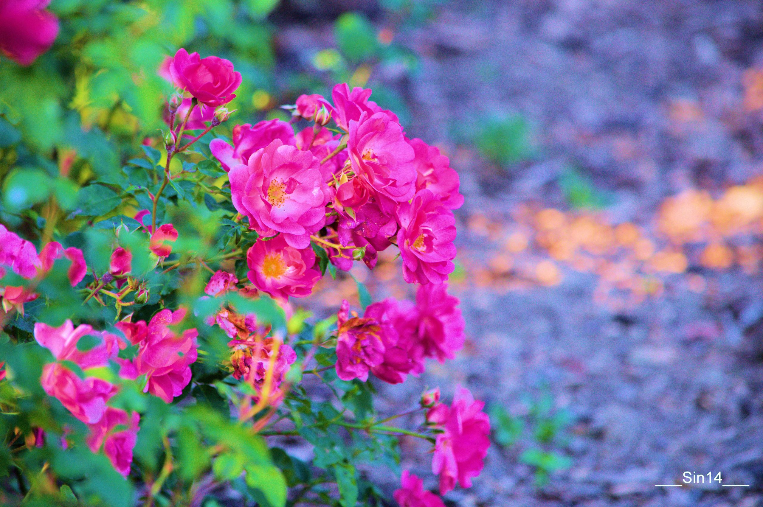 Fonds d'cran Nature Fleurs Fleurs