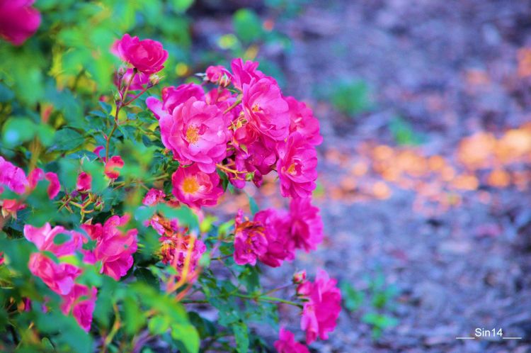 Fonds d'cran Nature Fleurs Fleurs