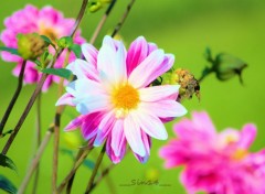  Nature ARBRES ET FLEURS