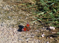  Animaux Image sans titre N368611