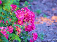  Nature Fleurs