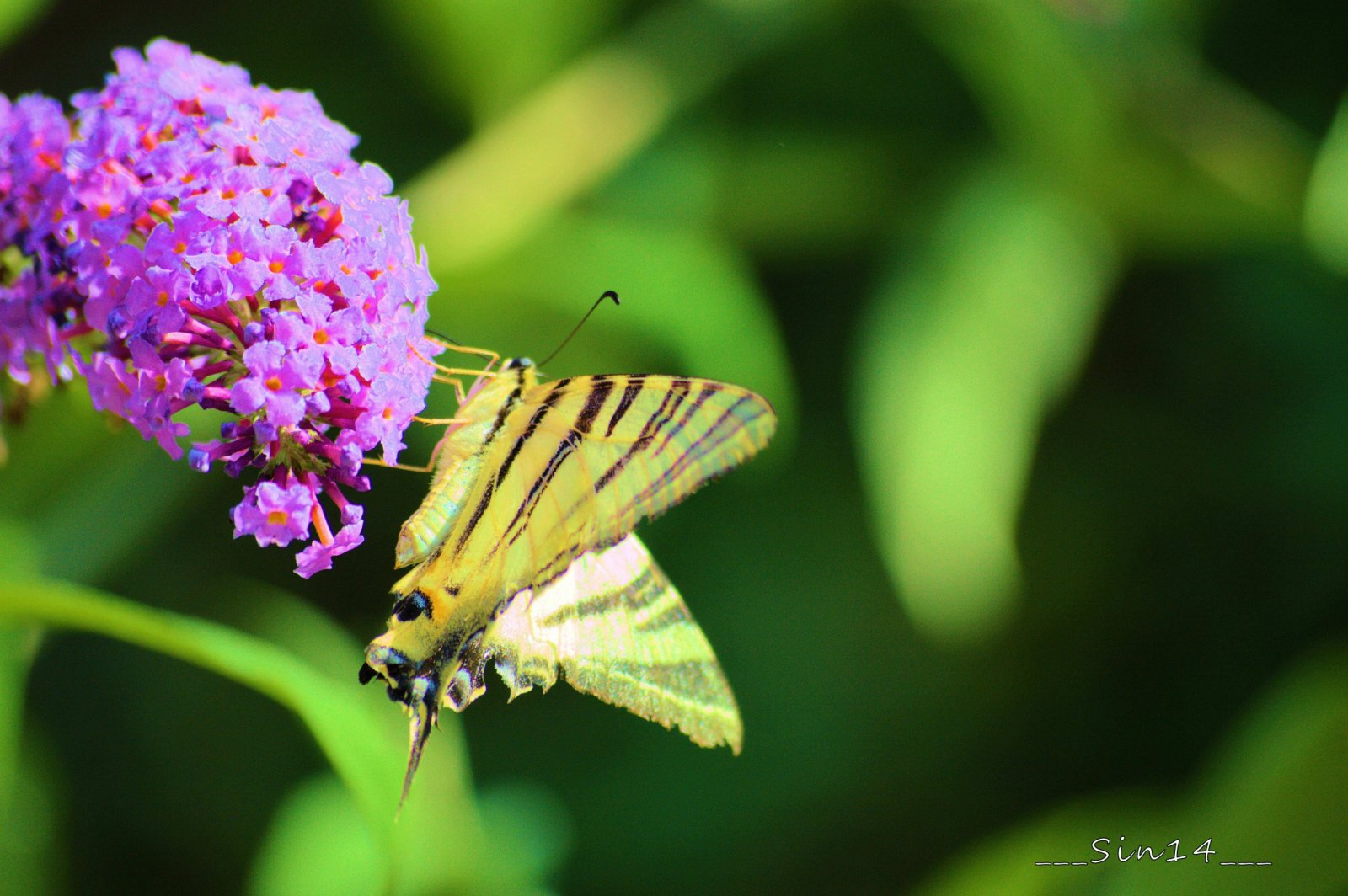 Wallpapers Animals Insects - Butterflies 