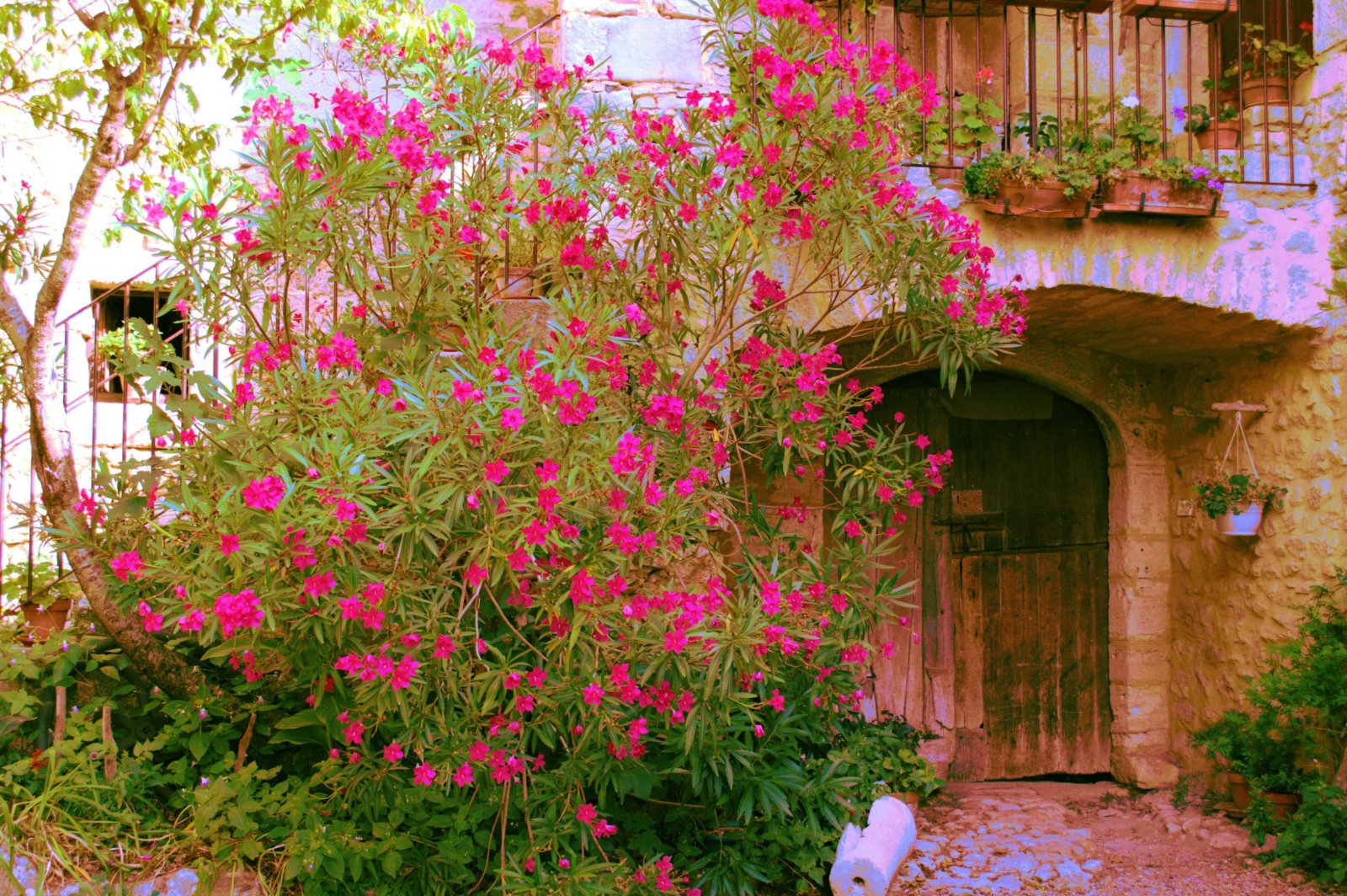 Fonds d'cran Nature Fleurs Fleurs