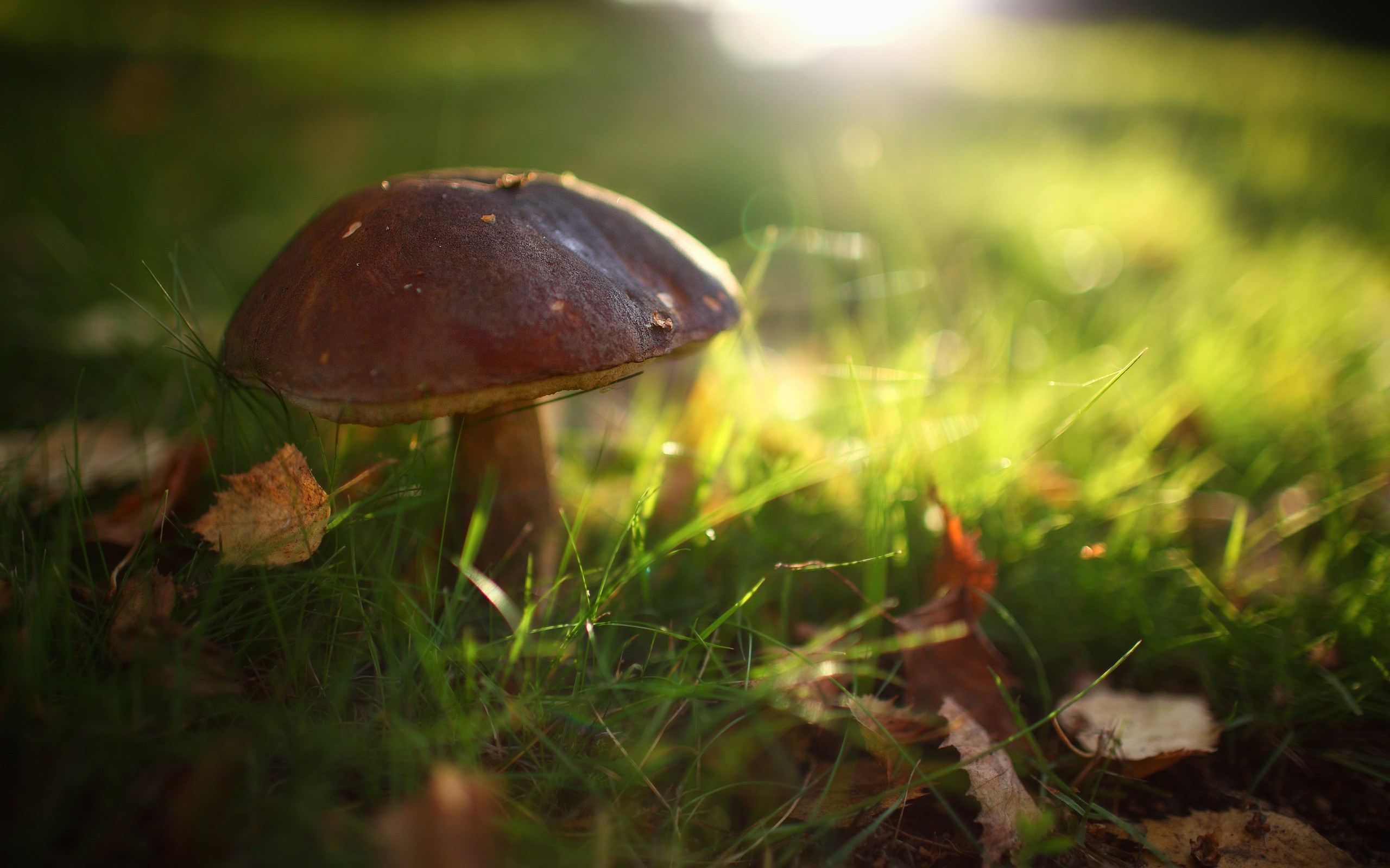 Fonds d'cran Nature Champignons 