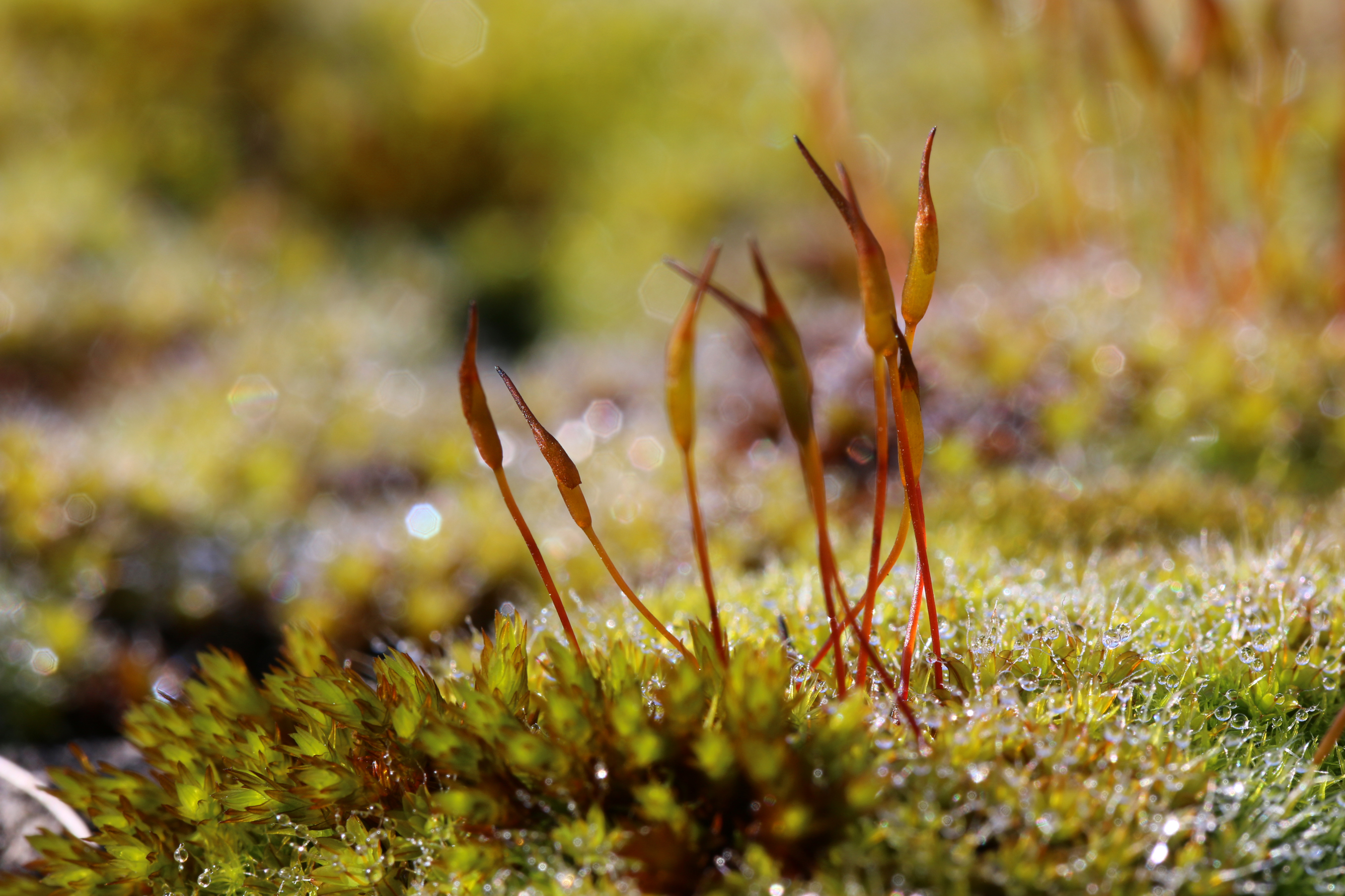 Fonds d'cran Nature Mousses - Lichens 