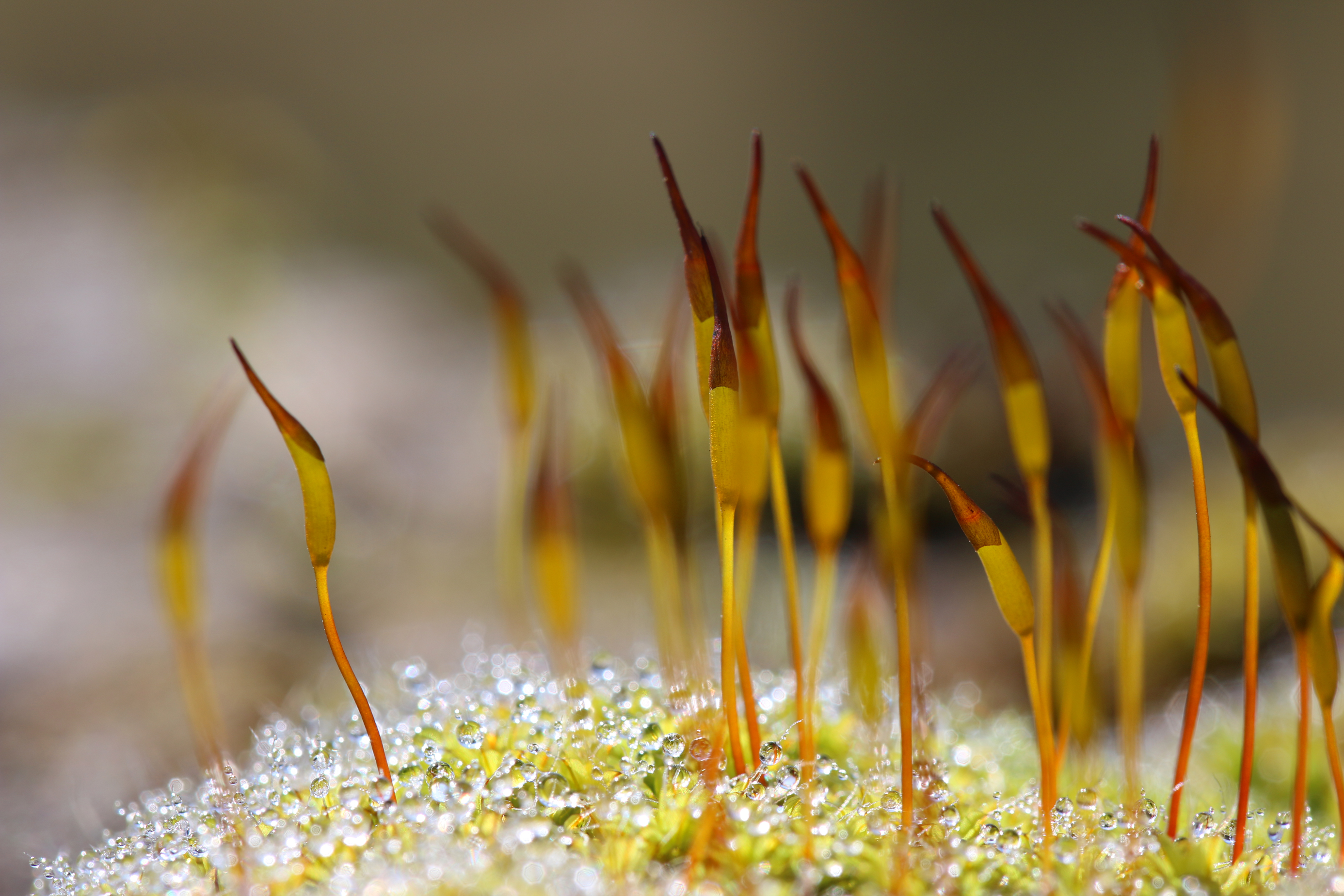 Wallpapers Nature Moss - Lichens 