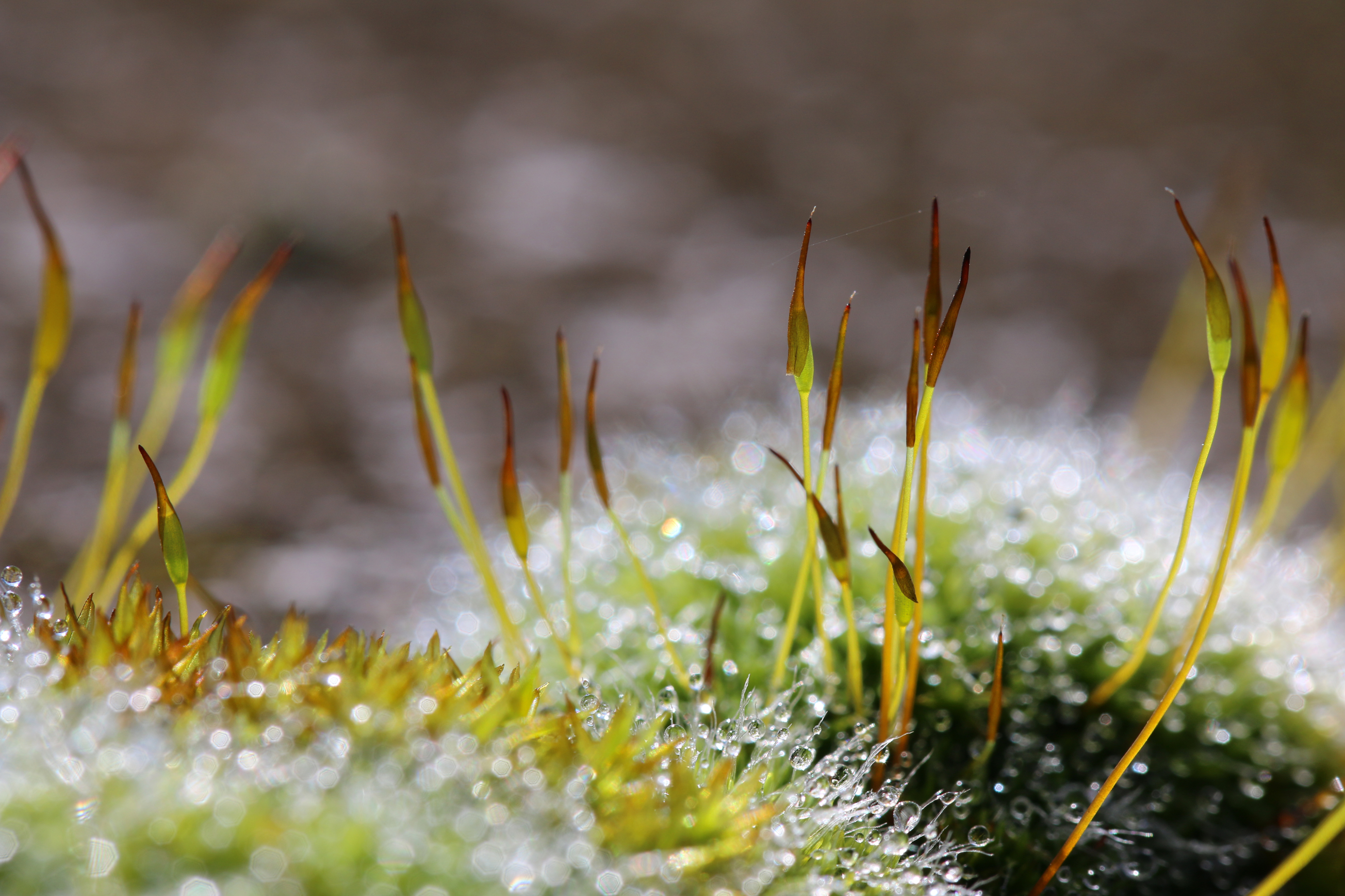 Wallpapers Nature Moss - Lichens 