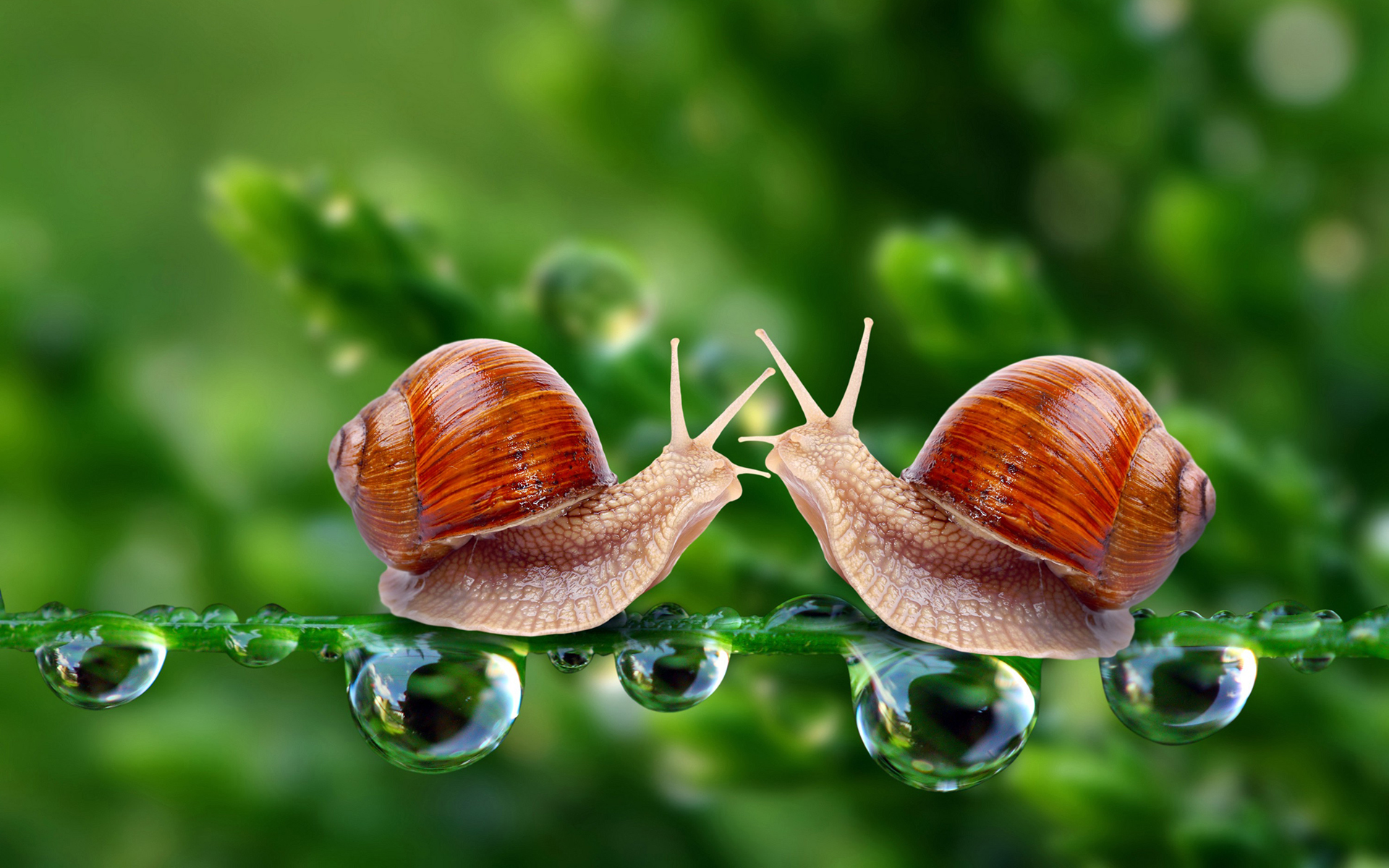 Fonds d'cran Animaux Escargots - Limaces 