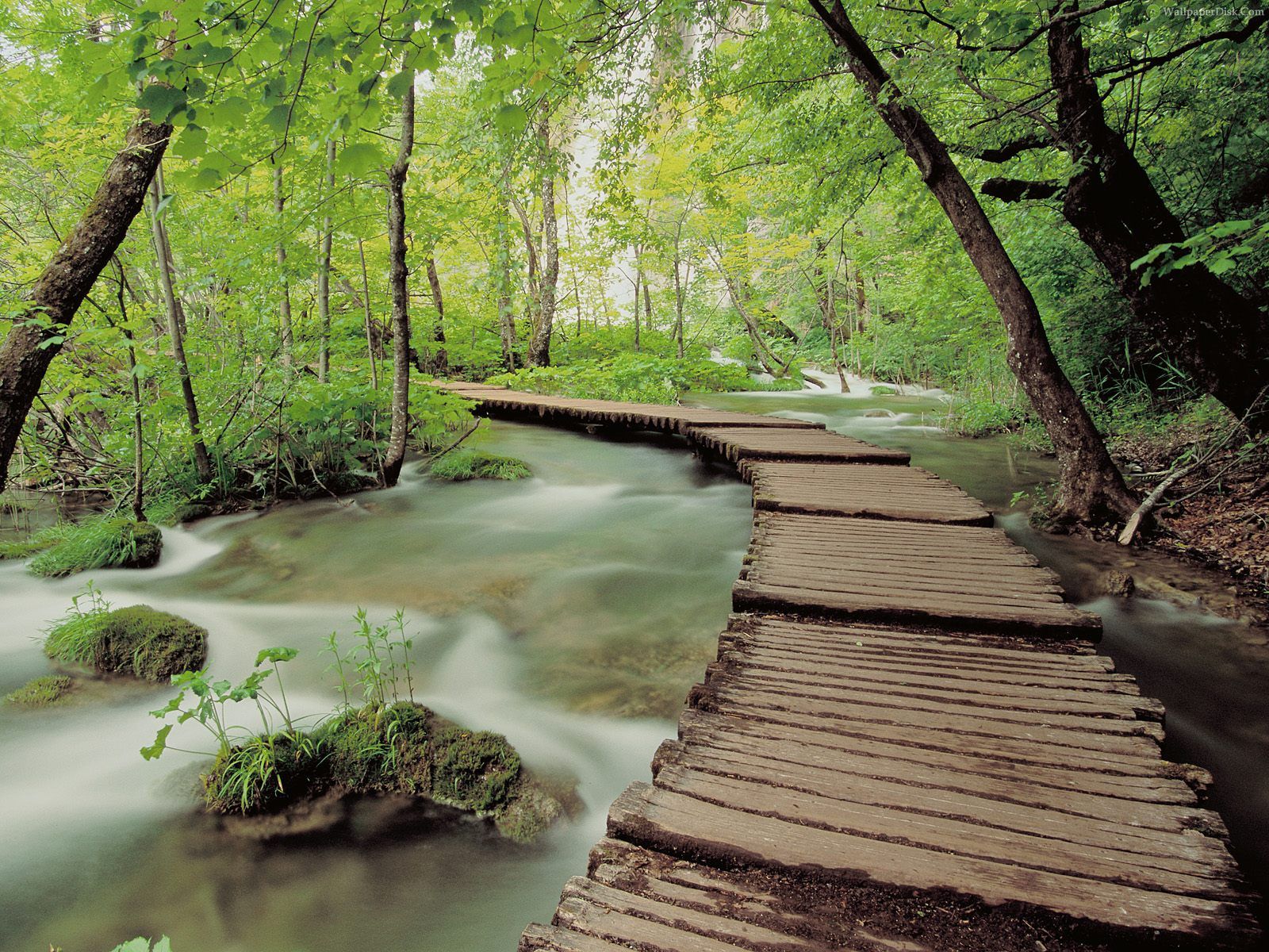 Fonds d'cran Nature Arbres - Forts 