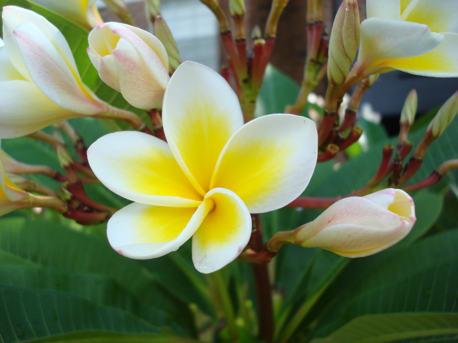 Fonds d'cran Nature Fleurs 