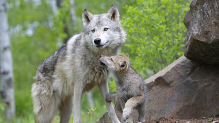 Fonds d'cran Animaux Loups Wallpaper N368992