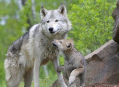  Animaux Image sans titre N368992