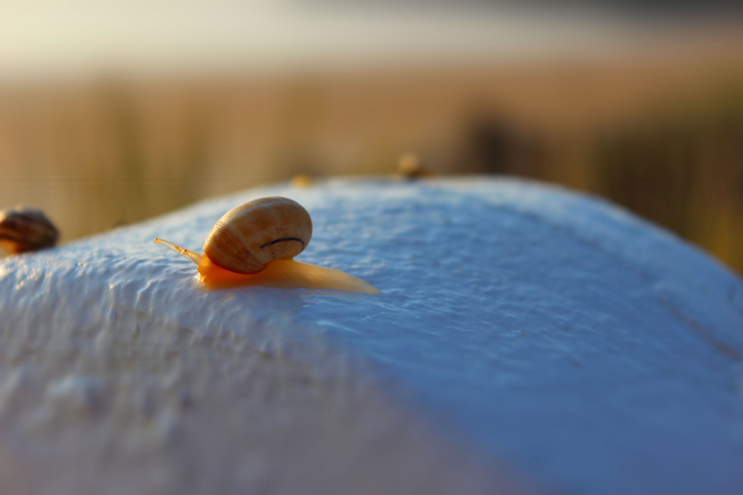 Fonds d'cran Animaux Escargots - Limaces Turbo