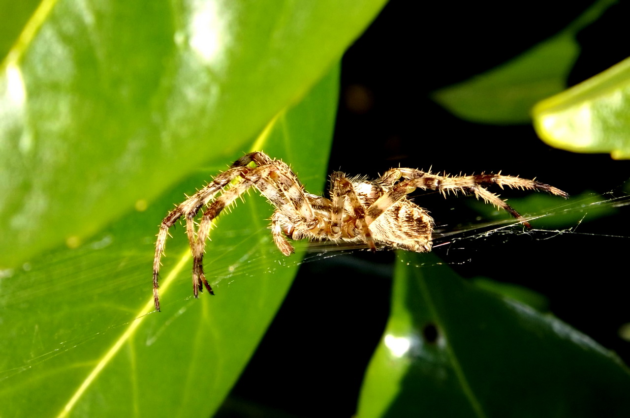 Fonds d'cran Animaux Araignes 