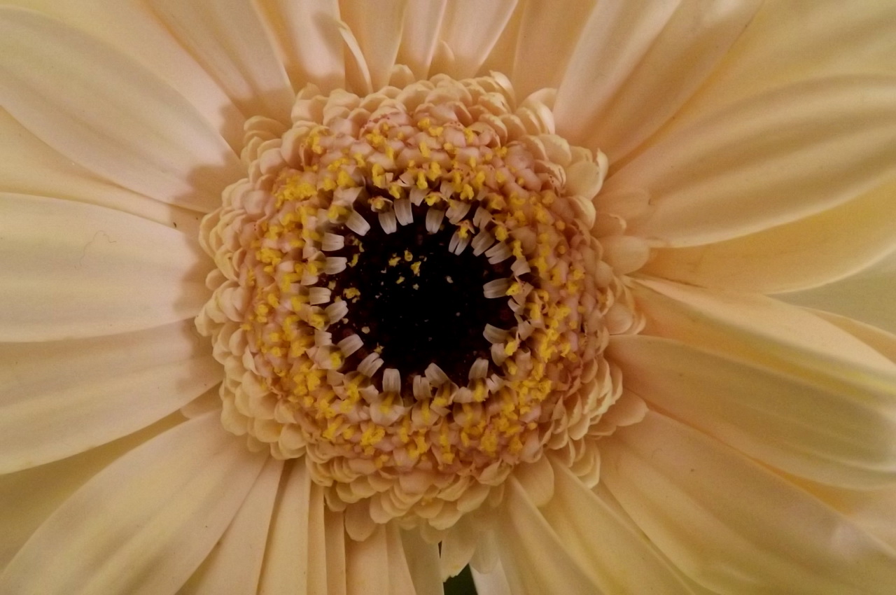 Fonds d'cran Nature Fleurs 