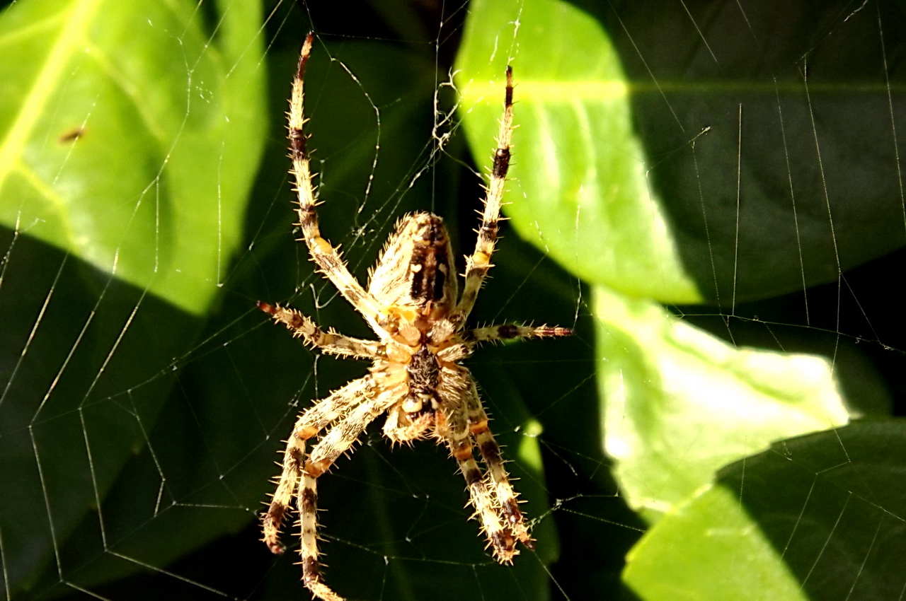 Fonds d'cran Animaux Araignes 