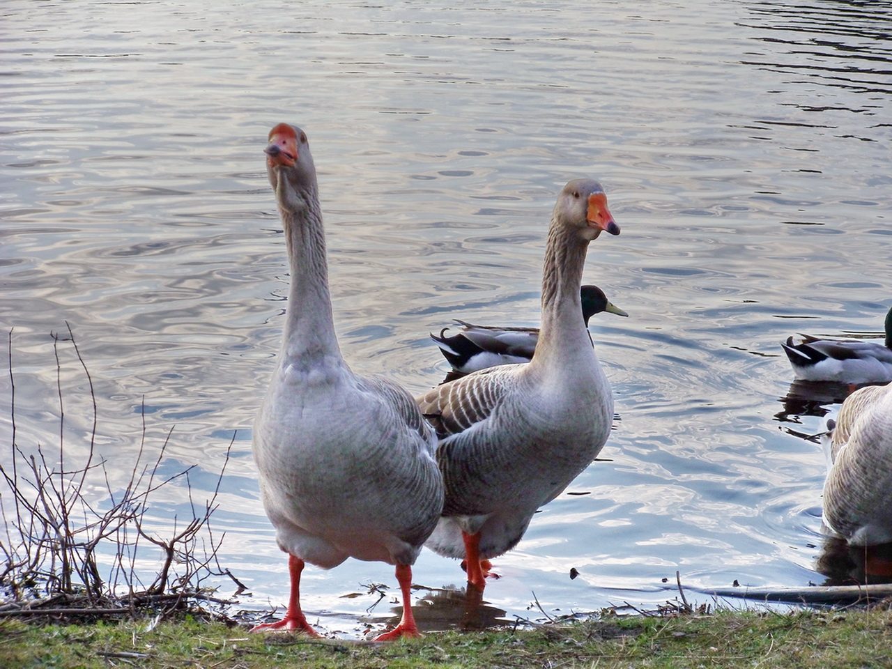 Fonds d'cran Animaux Oiseaux - Oies 