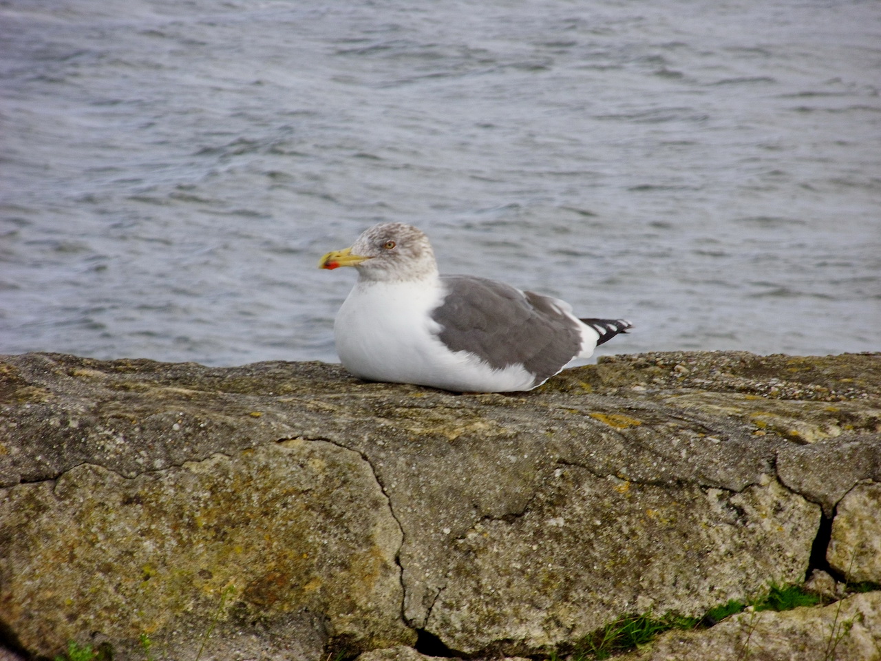 Fonds d'cran Animaux Oiseaux - Mouettes et Golands 