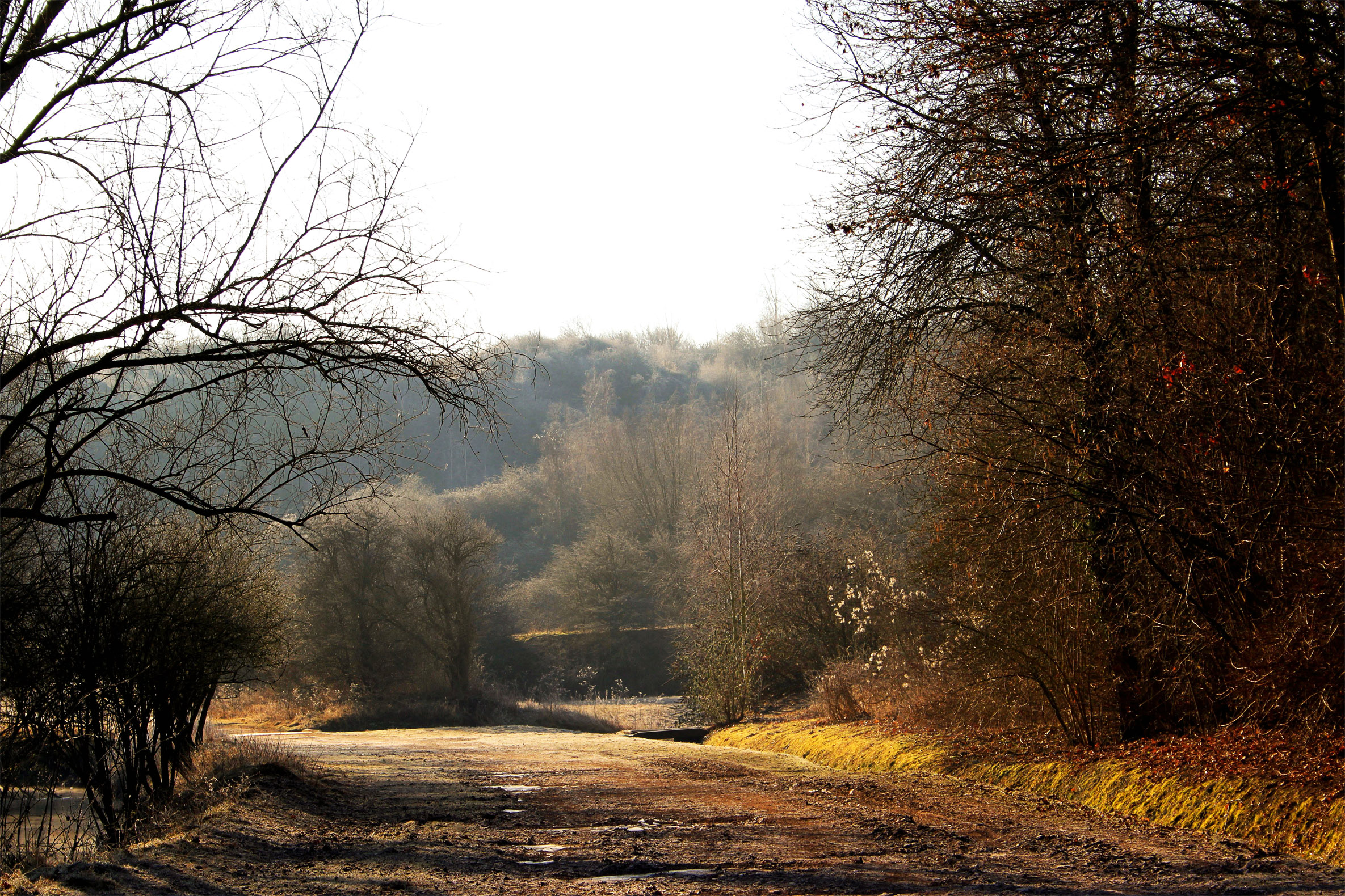 Fonds d'cran Nature Arbres - Forts Automne