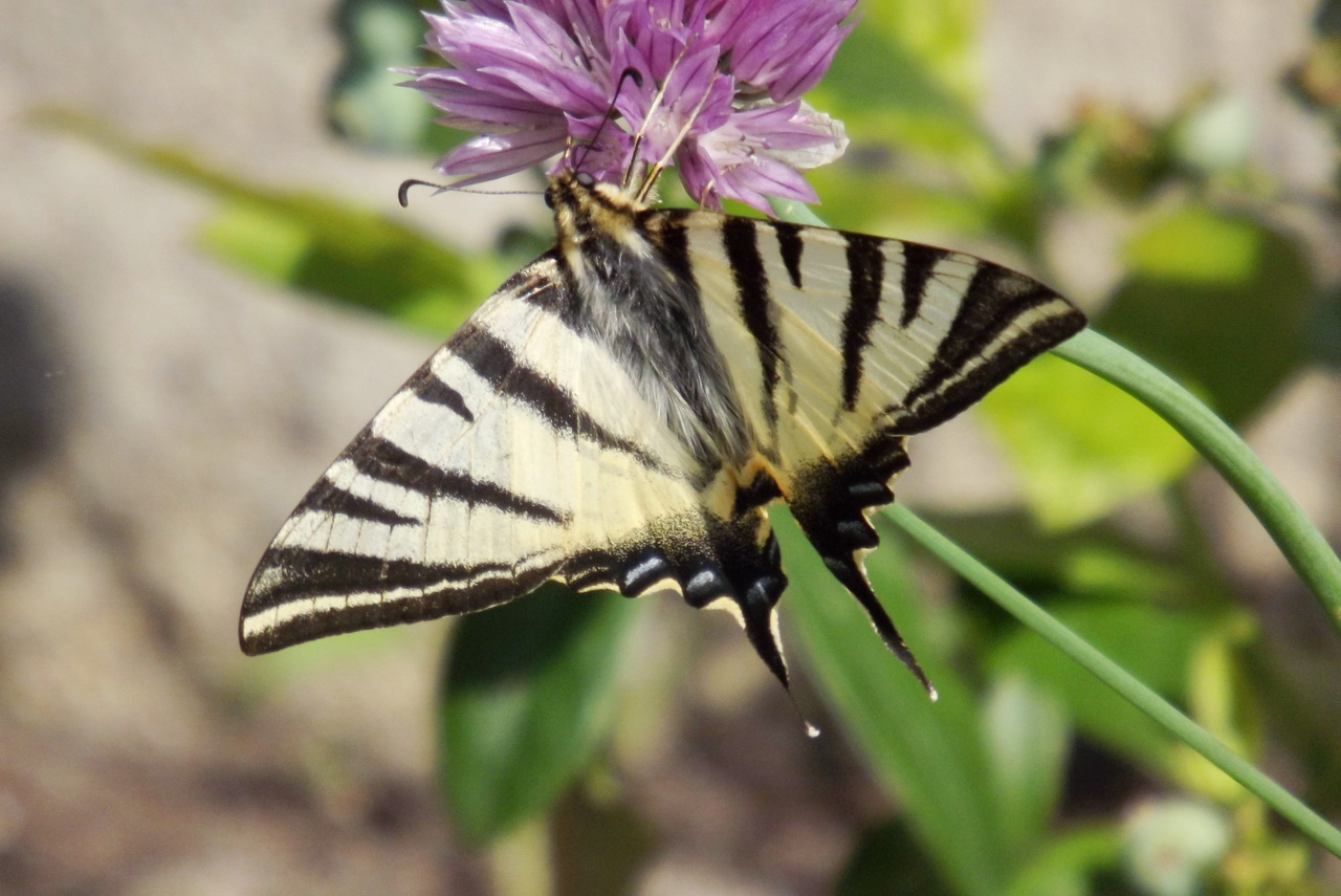 Wallpapers Animals Insects - Butterflies 