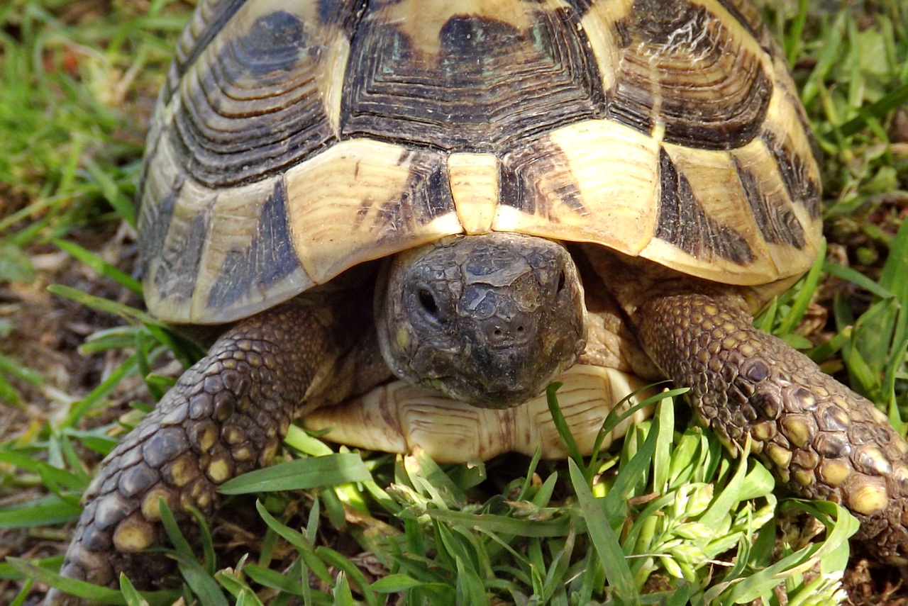 Fonds d'cran Animaux Tortues 