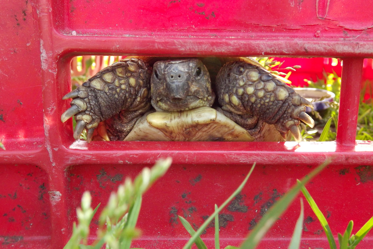 Fonds d'cran Animaux Tortues 