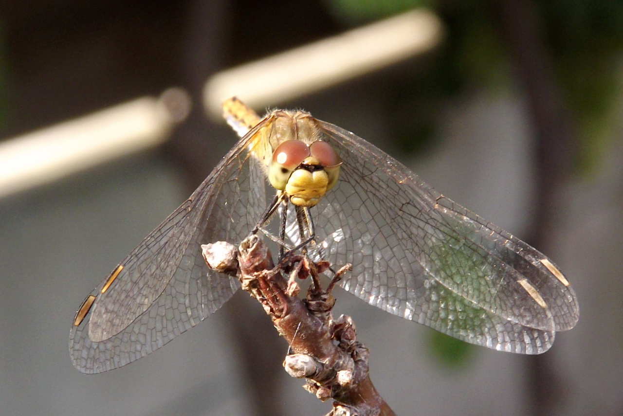 Fonds d'cran Animaux Insectes - Libellules 