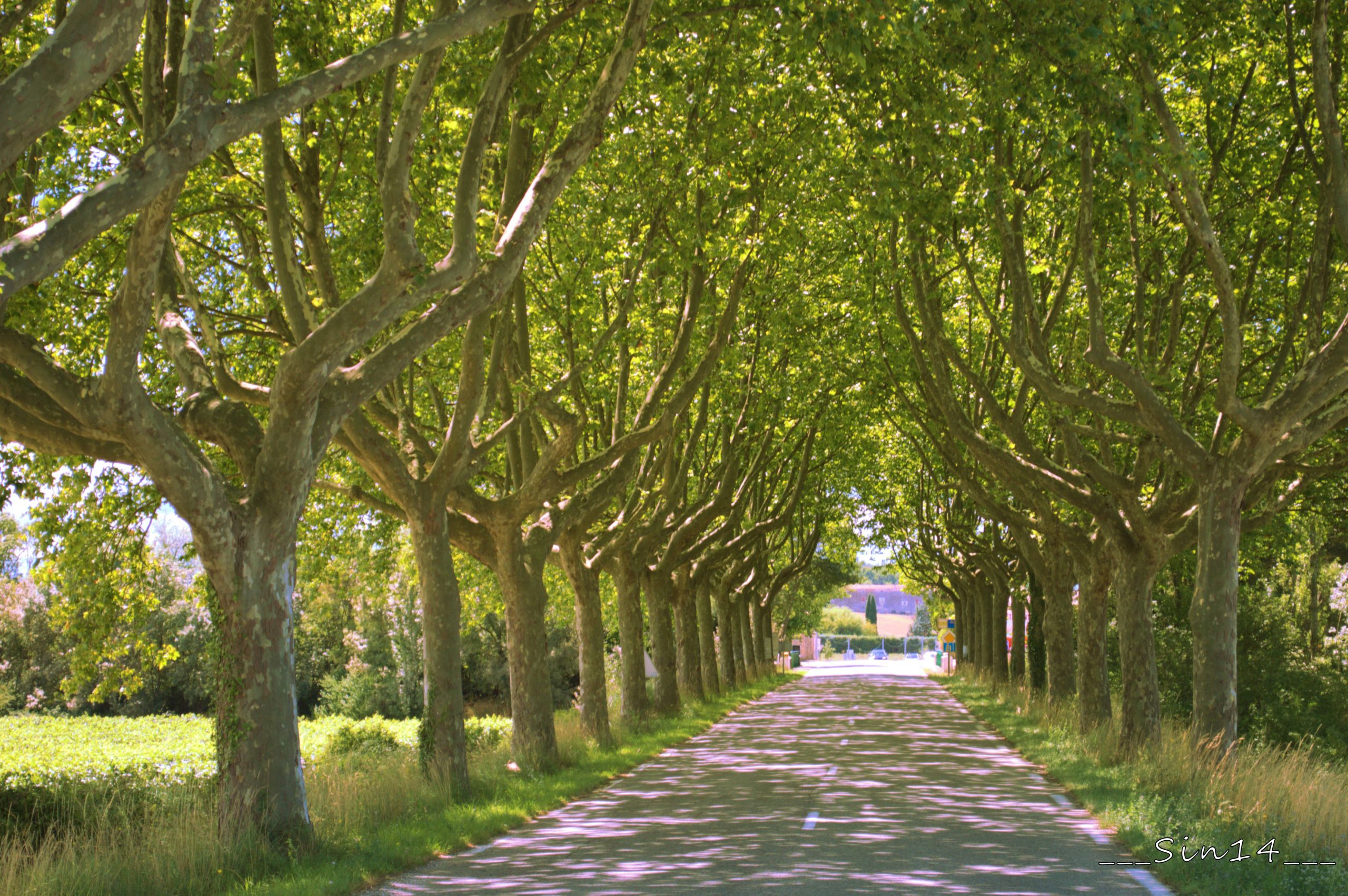 Fonds d'cran Nature Arbres - Forts Paysage