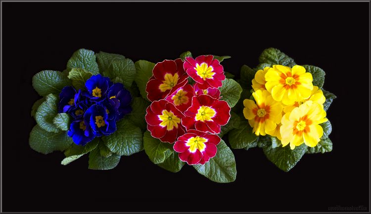 Fonds d'cran Nature Fleurs CMYK Color.