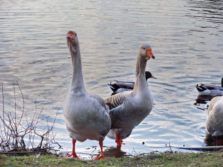 Fonds d'cran Animaux Oiseaux - Oies Wallpaper N369185