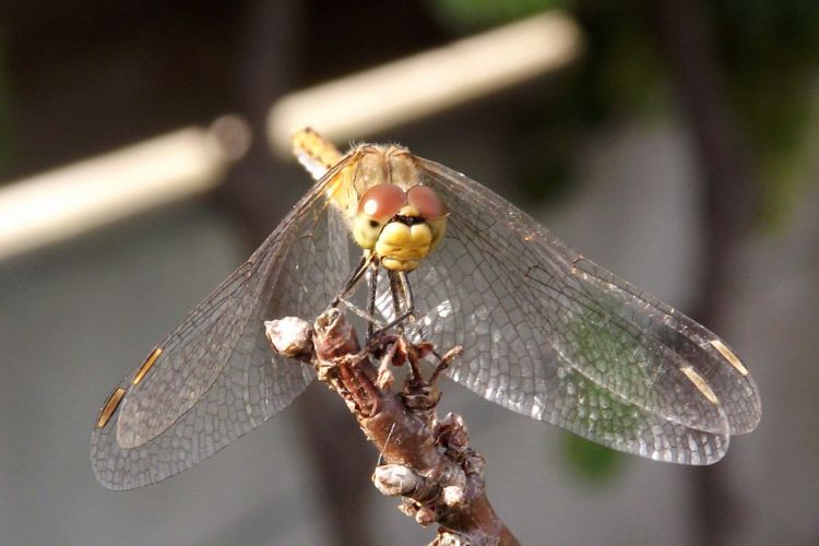 Fonds d'cran Animaux Insectes - Libellules Wallpaper N369268