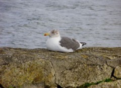  Animaux Image sans titre N369187