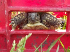  Animaux Image sans titre N369265