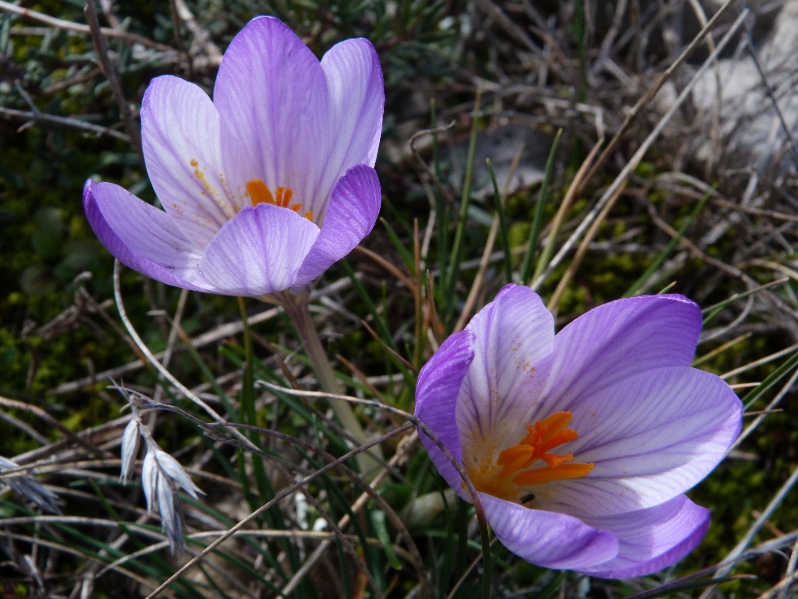 Fonds d'cran Nature Fleurs Crocus sauvages ( au pied du Mt Ventoux )