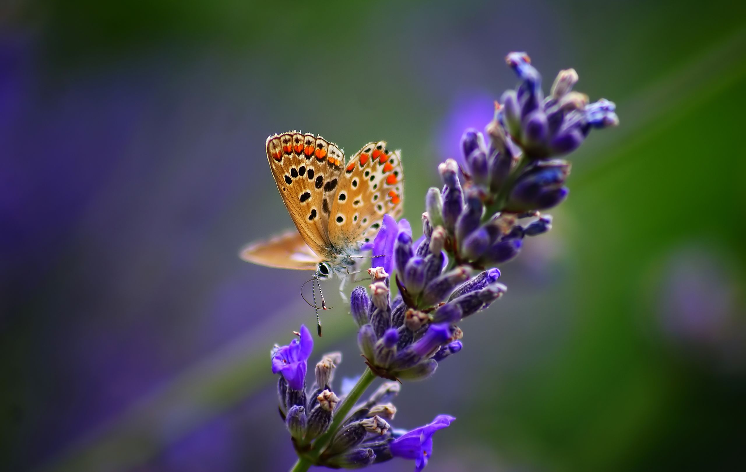 Fonds d'cran Animaux Insectes - Papillons Macro