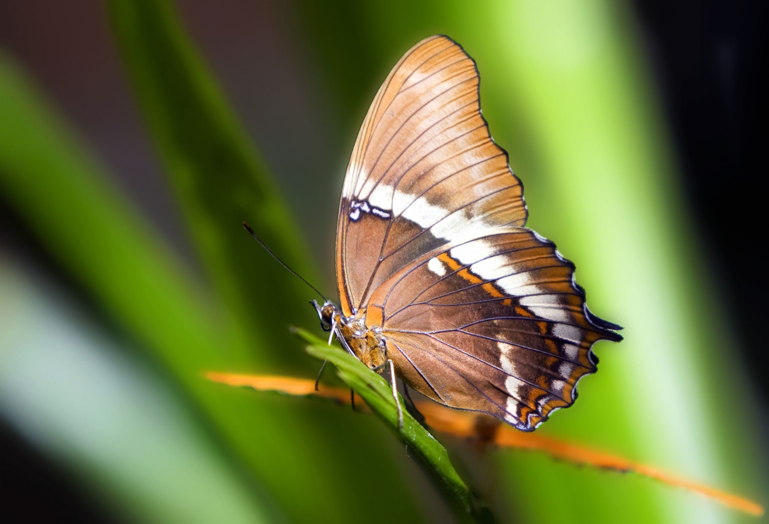 Wallpapers Animals Insects - Butterflies 