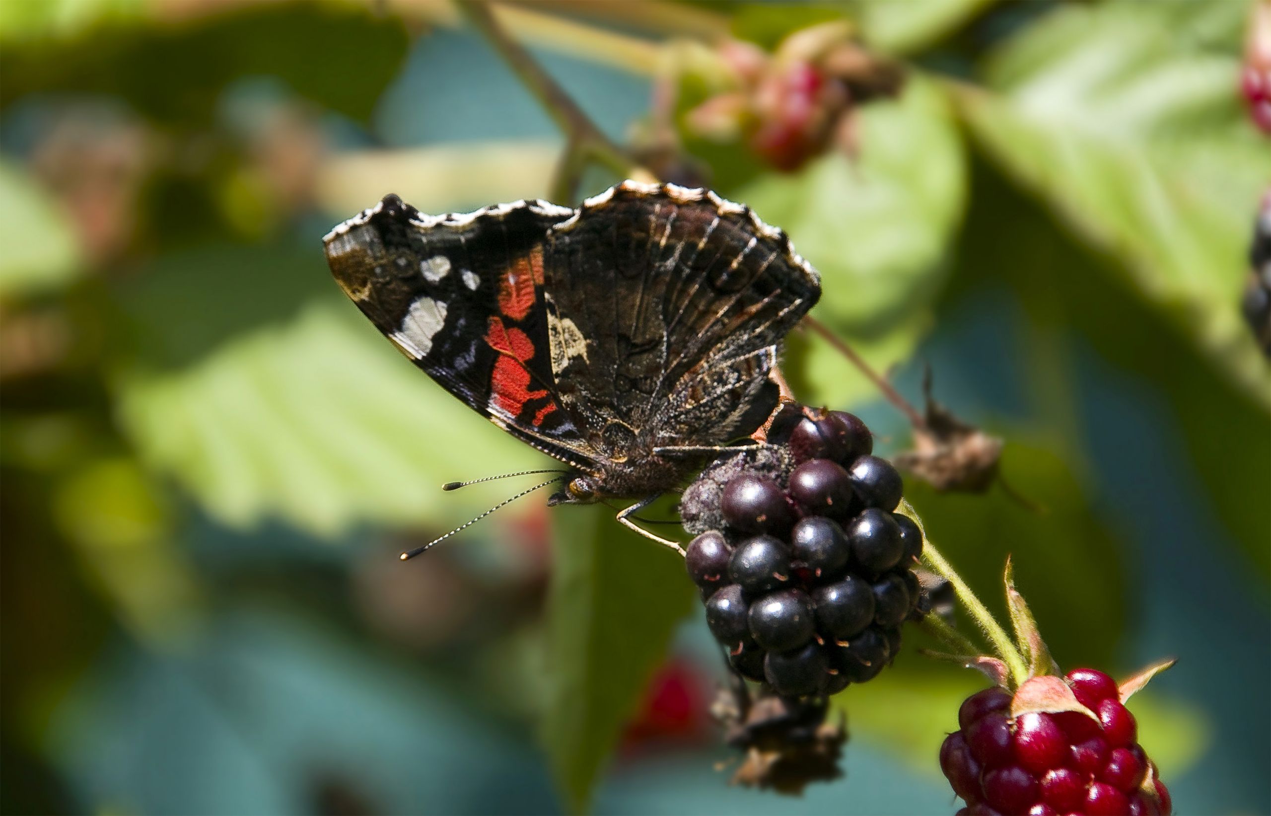 Wallpapers Animals Insects - Butterflies 