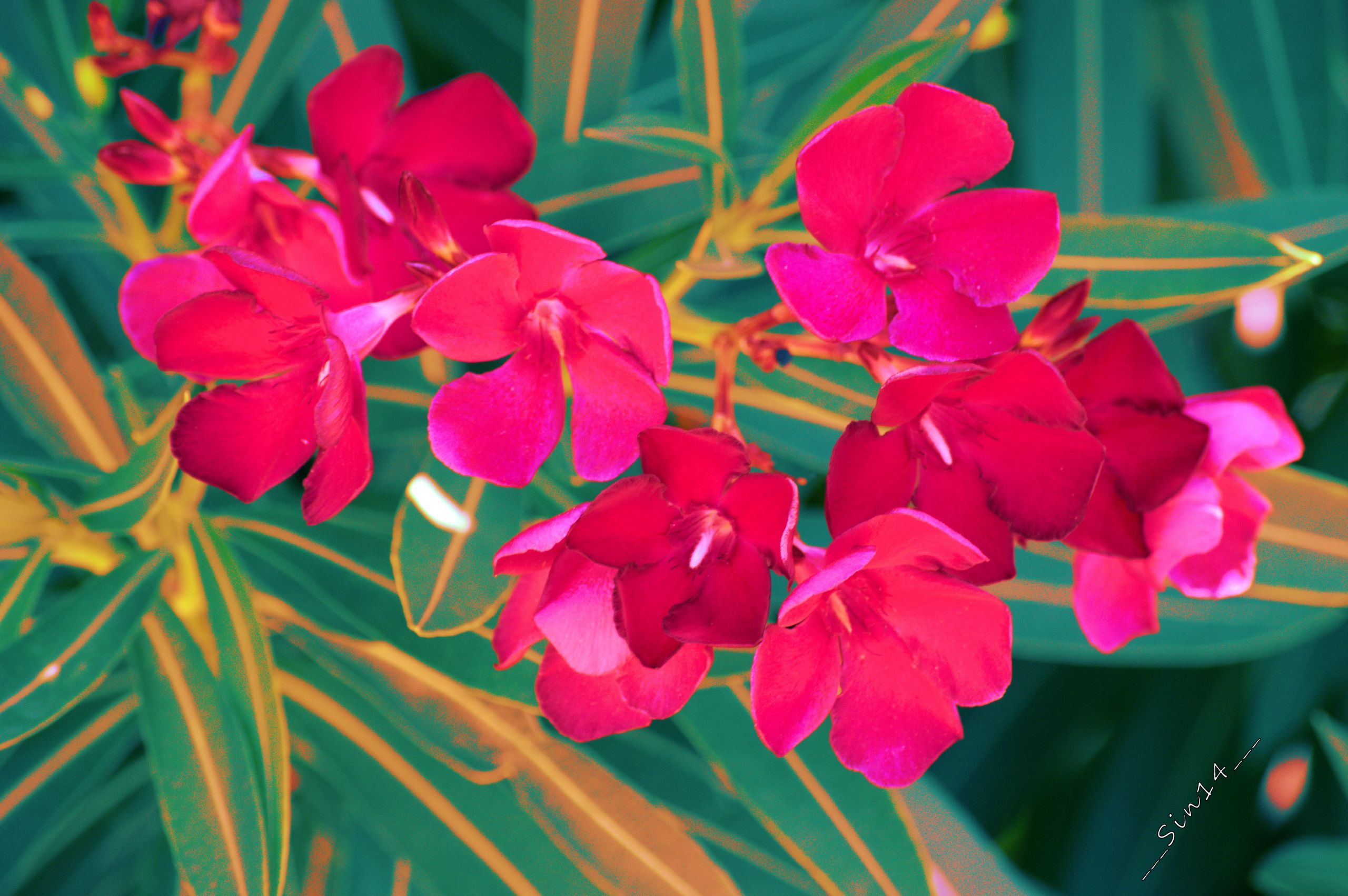 Fonds d'cran Nature Fleurs Fleurs