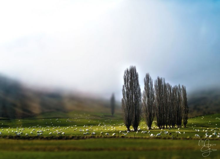 Fonds d'cran Nature Campagne Sheeps!